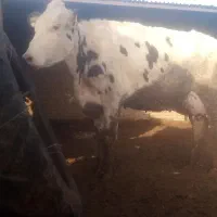 گاو شیری تلیسه گاو