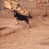 سگ ماده