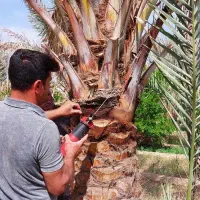 باغبان هستم تمیزکاری باغچه شخم زدن تمیزکردن نخل