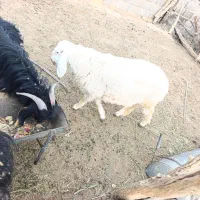 کهره نر وماده وتروشت تفتان چاق وچله
