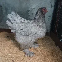 مرغ برهما کرج شده