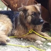 سگ ژرمن اصیل