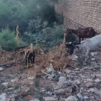 خرمشهر|حیوانات مزرعه|خرمشهر, |دیوار
