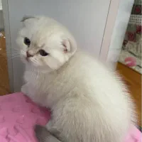 توله های بیریتیش و اسکاتیش