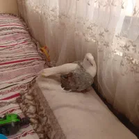 حیون|پرنده|مشهد, نوده|دیوار