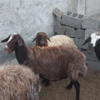 فروش،۱ عدد مایه کرده