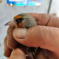 یک عدد سهره ماده گل بلند