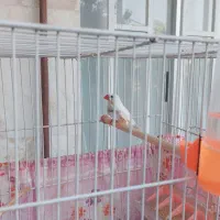 فنچ زبرا