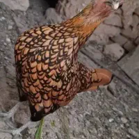 تخم نطفه دارسیبرایت گلدوسیلورچهل تاج وارداتی