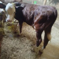 فروش گوساله 2ماهه