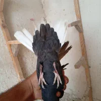 کفتر ماده سیاه سفید شمک تخت بی عیب بزن