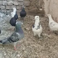 6 عدد کفتر