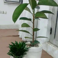 گل فیکوس و کامپکت یا آناناسی