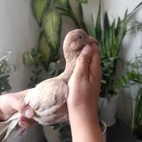کفتر