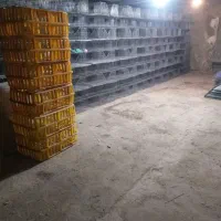قفس ۴طبقه بلدرچین