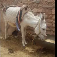 ماده خر گله ای حامله