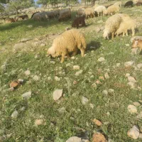 بره نرگوشتی