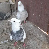طوقی ماده