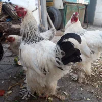 خروس برهما (نژاد غول رومانی)