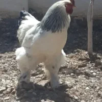 پیش فروش جوجه برهما