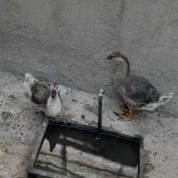 جوجه غاز اوکراینی