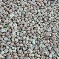 شاهدانه. شادونه