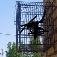2عدد جوجه قناری