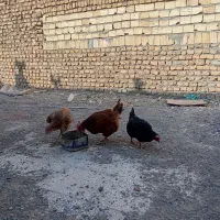 مرغ فروشی
