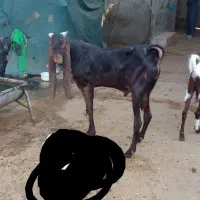 نر بز اصلی
