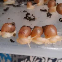 فروش جوجه حلزون