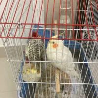 نر و ماده دستی آرام و مهربان