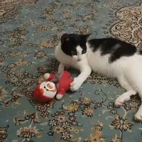 گربه واگذاری