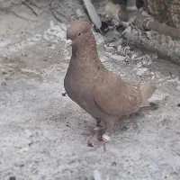 کبوتر زرد دم سفید خال سیاه نر