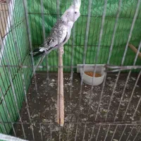 عروس هلندی ماده