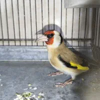 سهره نر و ماده جوجه قفس