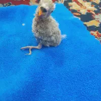 جوجه کوتوله