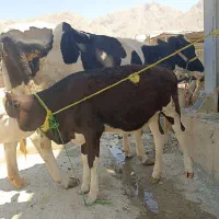 گاو و گوساله اصیل