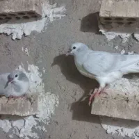 ۹عدد جوجه رنگی