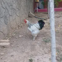 خروس برهما .مرغ تخمگذار.مرغابی