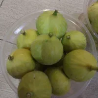 عمده فروشی انجیر سفید