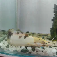 فروش ماهی کت آفریقایی