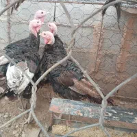 بوقلمون برنز انگلیسی ۴ماهه