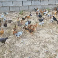 جوجه مرغ دوماهه