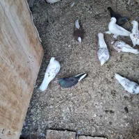کبوتر تهرانی