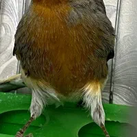 قناری نر