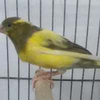 قناری نر ابلغ سالم سرحال مولد کار داده