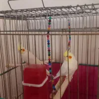 عروس هلندی مولد جوجه داده