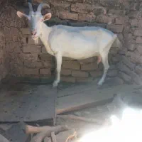 حیوانات‌چبش‌سانا‌وبز‌سانا‌فروشی