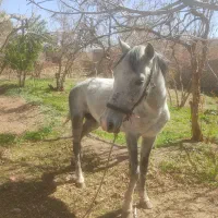 اسب(نریان و مادیان)