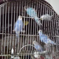مرغ عشق